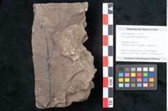 Foto (Objekt + Etikett) von Ficus sagoriana Ettingshausen (NHMW-GEO-2024-0188-7981)